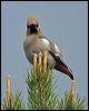 bohemian_waxwing_143669