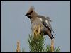 bohemian_waxwing_143677