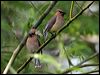 cedar_waxwing_66160
