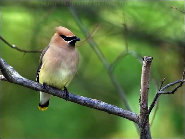 Cedar Waxwing cedar_waxwing_66155.jpg