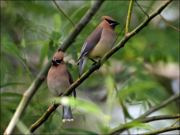 Cedar Waxwing cedar_waxwing_66160.psd