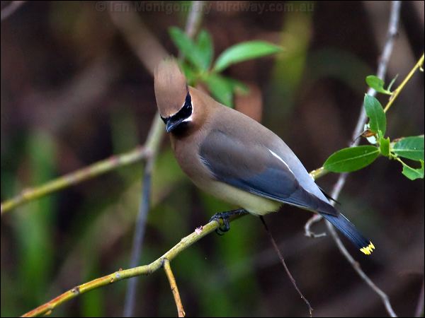 Cedar Waxwing cedar_waxwing_66790.psd