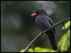 black_front_nunbird_26544