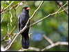 black_front_nunbird_26695