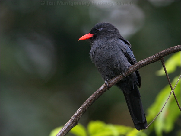 Black-fronted Nunbird black_front_nunbird_26544.psd