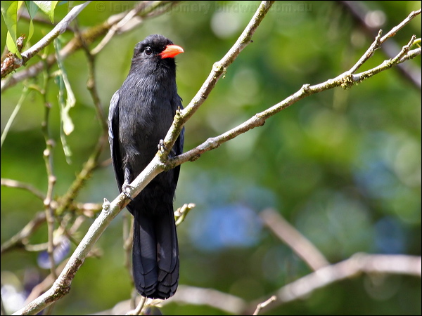 Black-fronted Nunbird black_front_nunbird_26695.psd