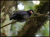 white_front_nunbird_26470
