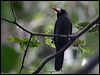 white_front_nunbird_26492