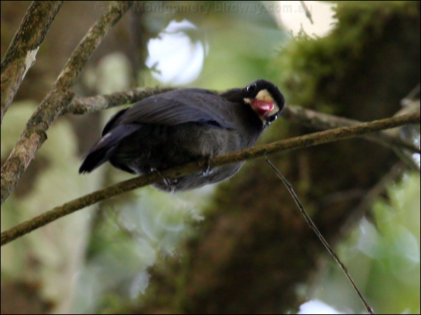 White-fronted Nunbird white_front_nunbird_26470.psd