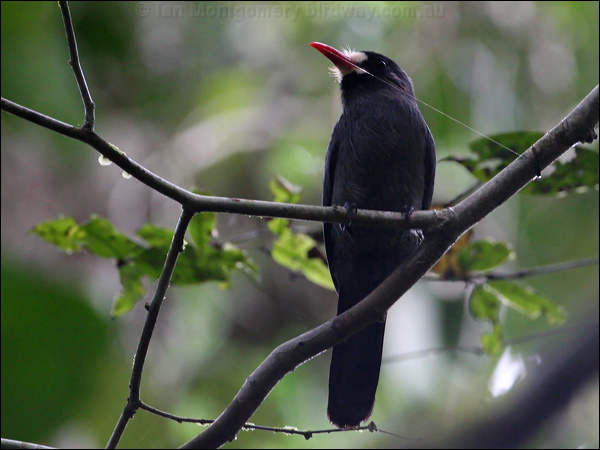 White-fronted Nunbird white_front_nunbird_26492.psd