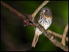 whwhisker_puffbird_112873