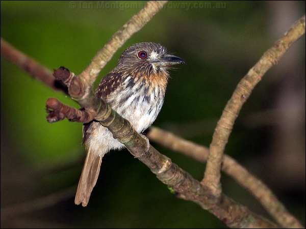 White-whiskered Puffbird whwhisker_puffbird_112867.psd