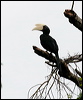 black_hornbill_48615