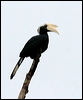 black_hornbill_48652