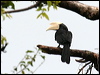 black_hornbill_48660