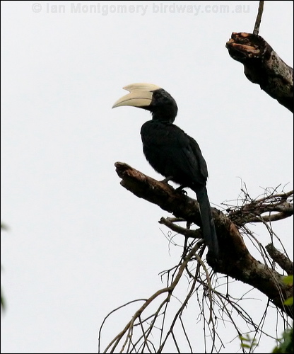 Black Hornbill black_hornbill_48615.psd
