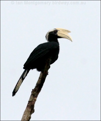 Black Hornbill black_hornbill_48652.psd