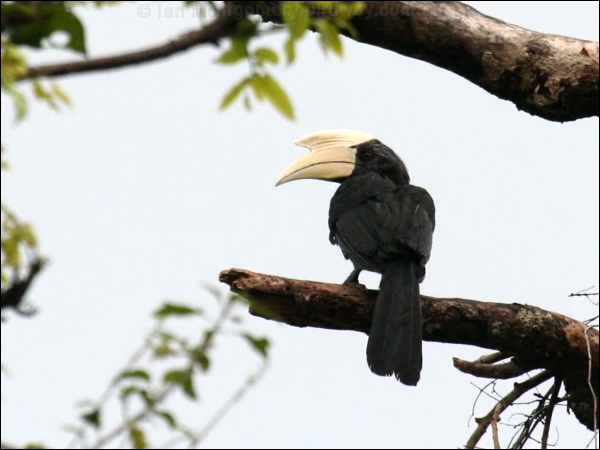 Black Hornbill black_hornbill_48660.psd