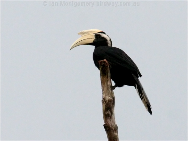 Black Hornbill black_hornbill_48667.psd