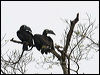 bushycrest_hornbill_49741