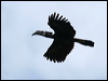 bushycrest_hornbill_51076