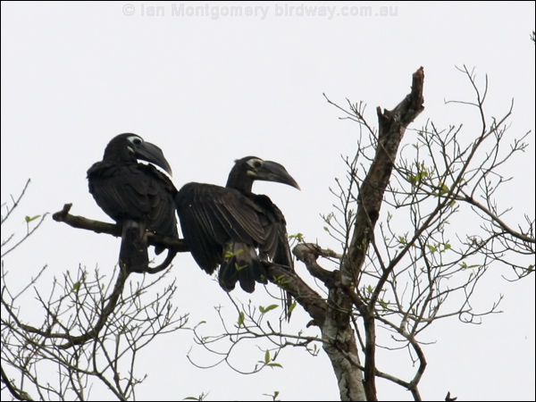 Bushy-crested Hornbill bushycrest_hornbill_49741.psd
