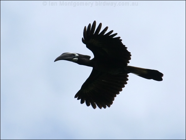 Bushy-crested Hornbill bushycrest_hornbill_51076.psd