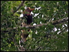 helmeted_hornbill_50311