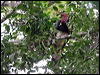 helmeted_hornbill_50353