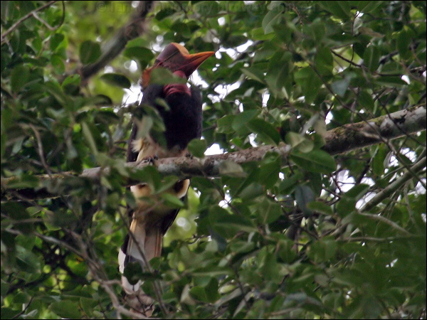 Helmeted Hornbill helmeted_hornbill_50311.psd