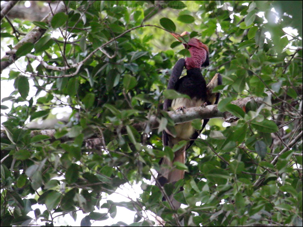 Helmeted Hornbill helmeted_hornbill_50353.psd