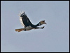 orientalpiedhornbill_49293