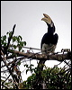 orientalpiedhornbill_49510