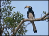 orientalpiedhornbill_49964
