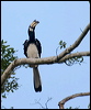 orientalpiedhornbill_49965