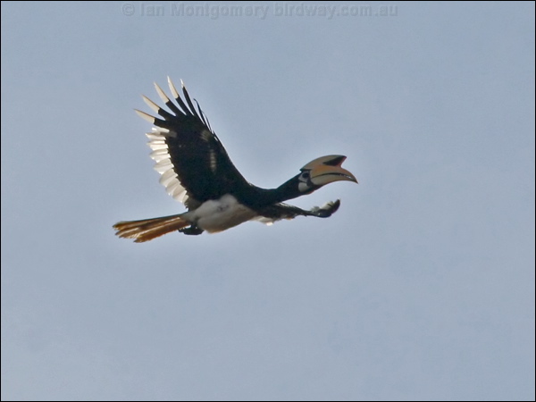 Oriental Pied Hornbill orientalpiedhornbill_49293.psd