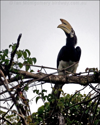Oriental Pied Hornbill orientalpiedhornbill_49510.psd