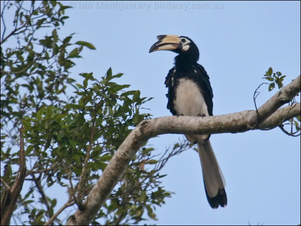 Oriental Pied Hornbill orientalpiedhornbill_49964.psd