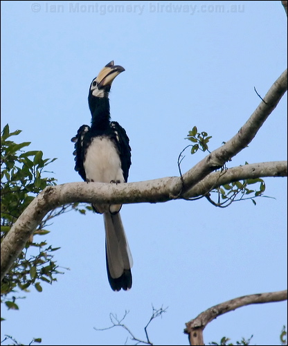 Oriental Pied Hornbill orientalpiedhornbill_49965.psd