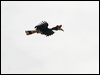rhinoceros_hornbill_49228