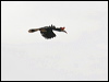 rhinoceros_hornbill_49232