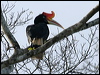 rhinoceros_hornbill_49240