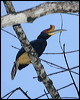 rhinoceros_hornbill_51027
