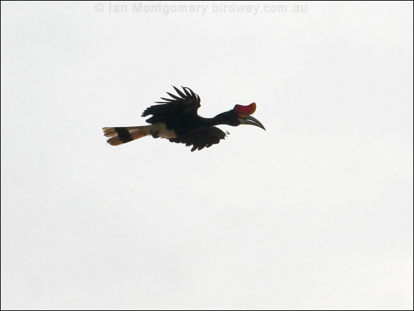 Rhinoceros Hornbill rhinoceros_hornbill_49228.psd