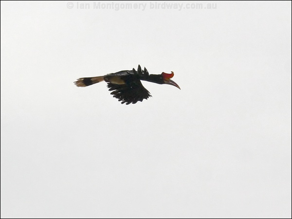 Rhinoceros Hornbill rhinoceros_hornbill_49232.psd