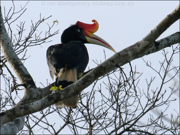 Rhinoceros Hornbill rhinoceros_hornbill_49240.psd