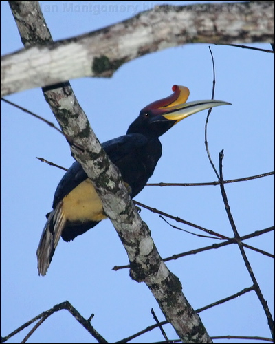 Rhinoceros Hornbill rhinoceros_hornbill_51027.psd