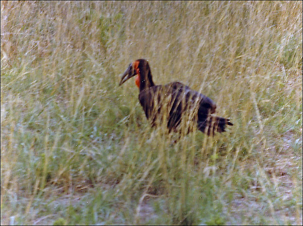 Southern Ground-Hornbill sth_ground_hornbill_s0014.jpg