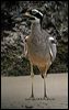 beach_stone_curlew_10916