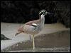 beach_stone_curlew_10938